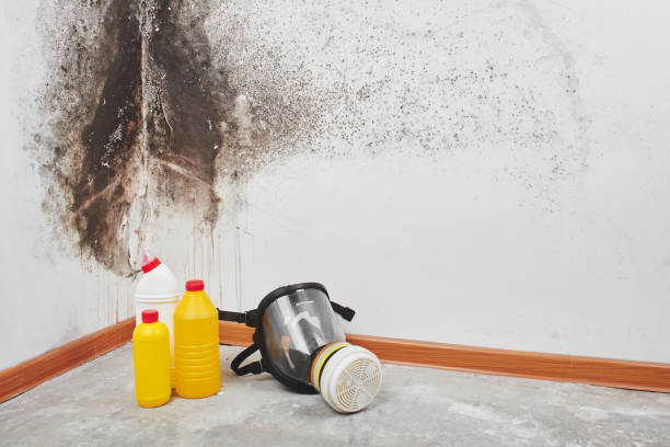 Best Mold Remediation for Schools in Bystrom, CA