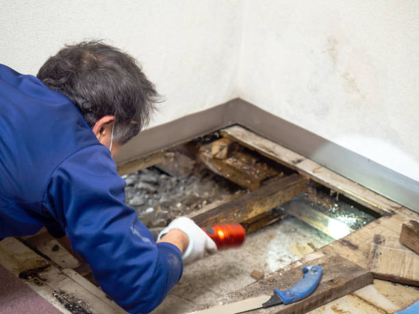 Best DIY Mold Remediation Support Services in Bystrom, CA