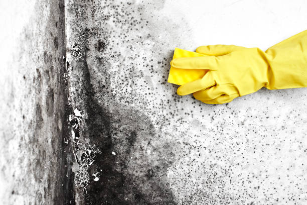 Best Emergency Mold Remediation in Bystrom, CA