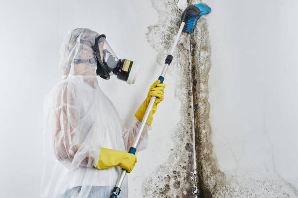 Best Attic Mold Remediation in Bystrom, CA