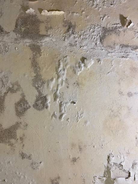 Best Health and Safety Mold Remediation in Bystrom, CA