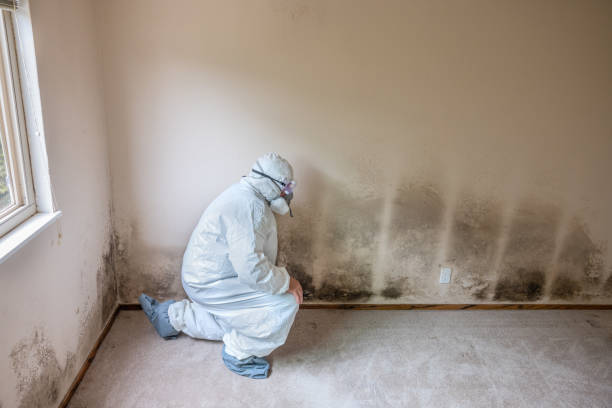 Best Crawl Space Mold Remediation in Bystrom, CA