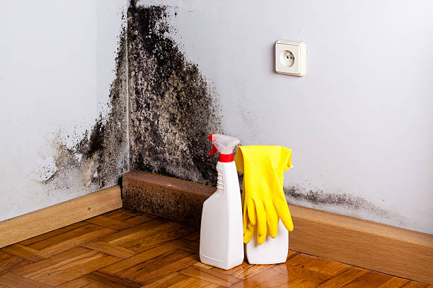 Best Post-Remediation Services in Bystrom, CA