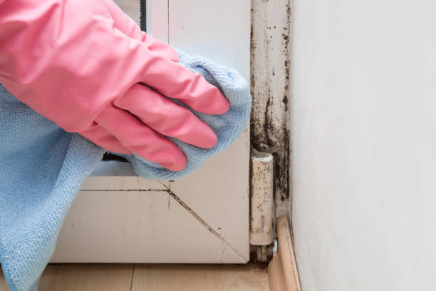 Best Bathroom Mold Remediation in Bystrom, CA
